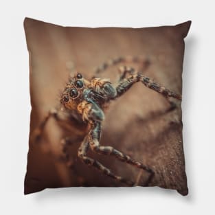 Cute & Curious Jumping Spider Macro Photograph Pillow