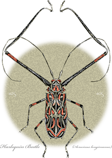 Harlequin Beetle Magnet