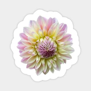 Coralie Dahlia Flower Magnet