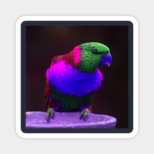 Neon Parrot Magnet