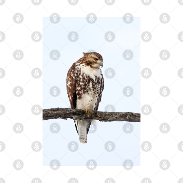 Red-tailed Hawk - Perched by Jim Cumming