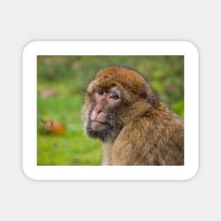 Close-up of a Barbary macaque Magnet