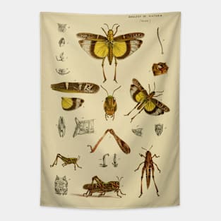 Graceful Australian Yellow-Winged Locust Design Tapestry