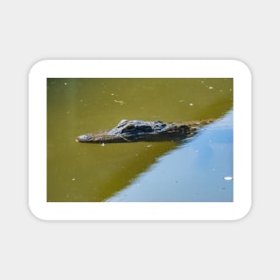 Gatorland alligator Magnet