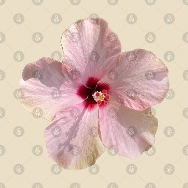 Hibiscus with Dark Pink Center by Sparkleweather