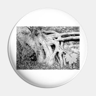 Trees ~ Roots a new beginning Pin