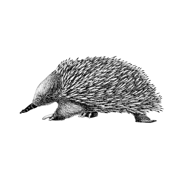 Echidna by AirDrawn