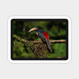 black and red toucan Magnet