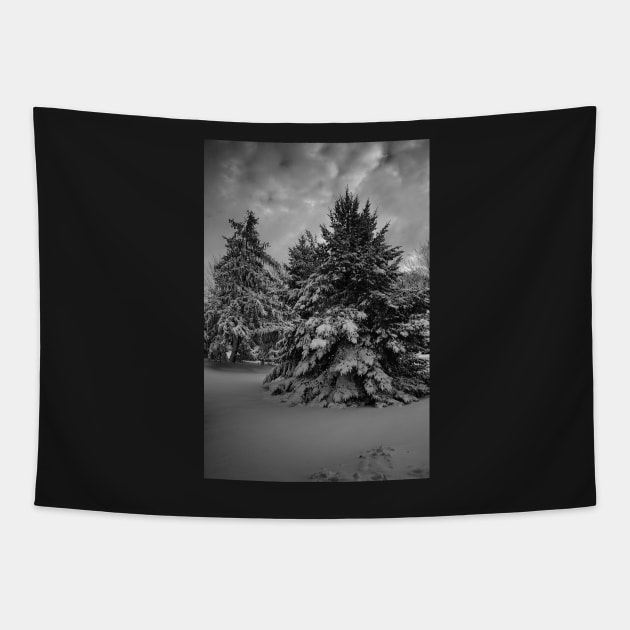 Beauty Of Winter In Black And White Tapestry by JimDeFazioPhotography