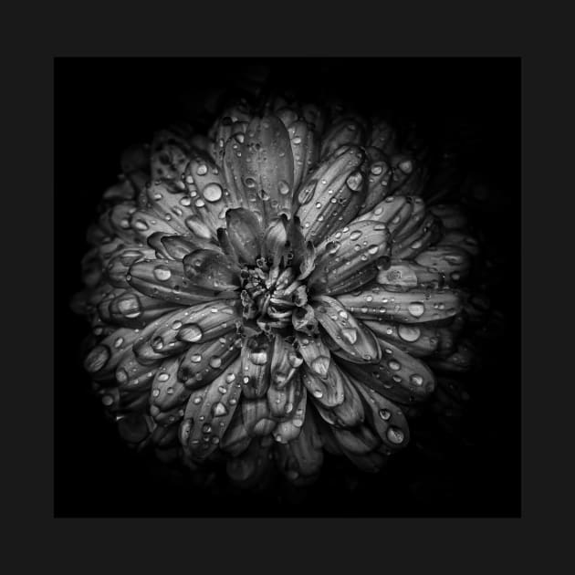 Backyard Flowers In Black And White 44 by learningcurveca