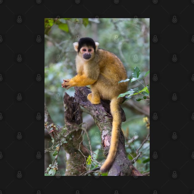 Black-Capped Squirrel Monkey by yairkarelic