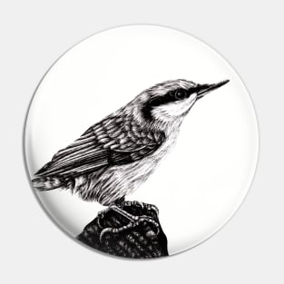 Eurasian nuthatch illustration Pin