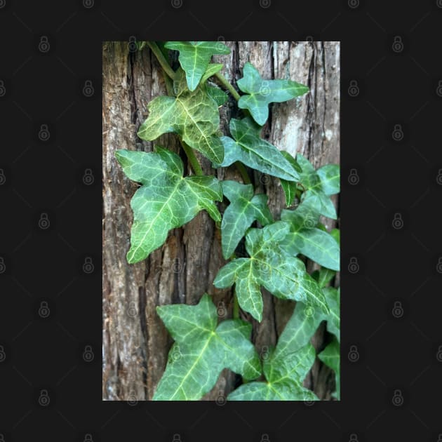 Be Tenacious like the Green Ivy by Photomersion