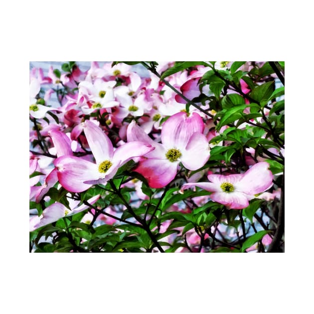 Spring - Pink Dogwood Blossoms by SusanSavad