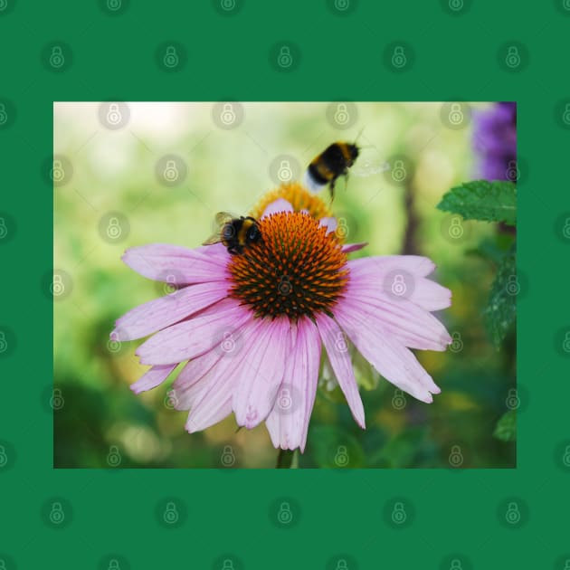 Echinacea Purpurea with Bees by jojobob