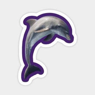 delfin Magnet