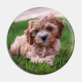 Cute Cavapoo Pin