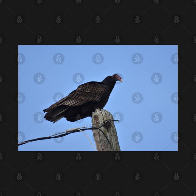 Turkey Vulture by MarieDarcy