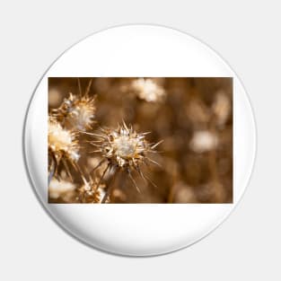 Sepia seed head. Pin