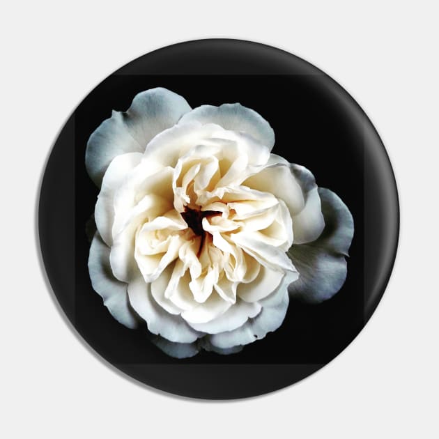 White Rose on Black Pin by Signe23