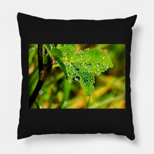 Raindrops on a wild rose leaf Pillow