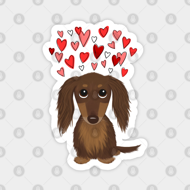 Cute Wiener Dog Longhaired Chocolate Dachshund with Valentine Hearts Dachshund