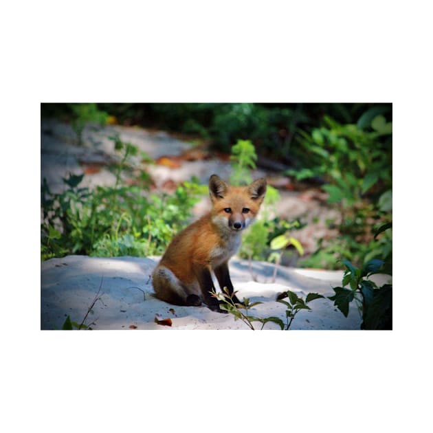 Red Fox Kit by Cynthia48