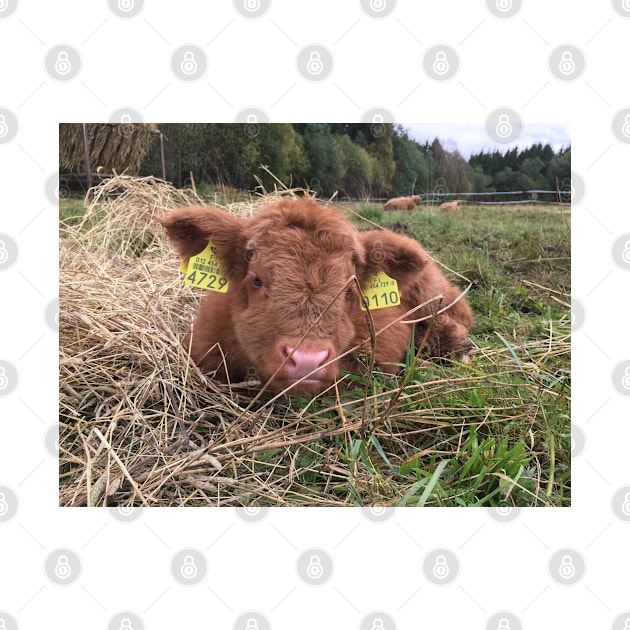 Scottish Highland Cattle Calf 1549 by SaarelaHighland