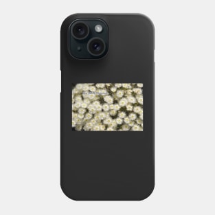 White Wildflower (Verticordia hueglii) Western Australia Phone Case