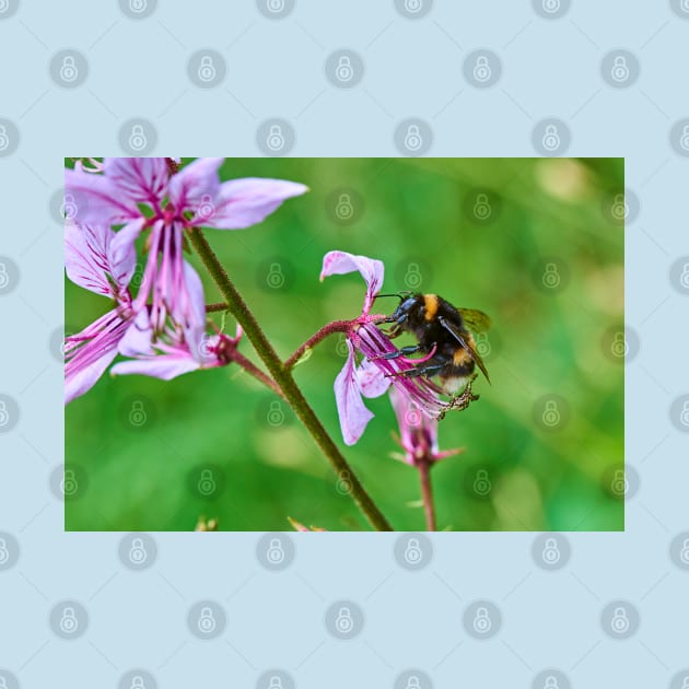 Bumble bee gets stuck in to an orchid by mbangert