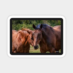 Horse Play Magnet