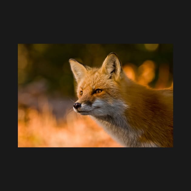 Red Fox by jaydee1400