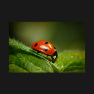 Miss Lady Bug T-Shirt