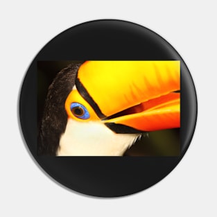Detailed Portrait of a Toco Toucan at Iguassu, Brazil. Pin