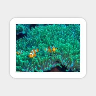 Clownfish in the Sea Anemone Magnet