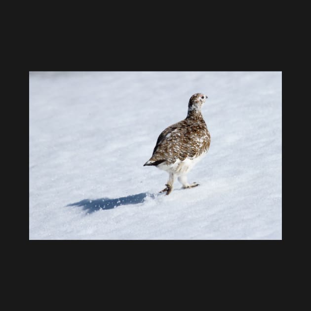 Ptarmigan by orcadia