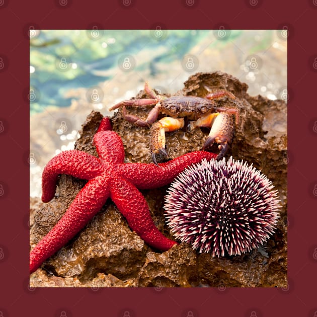 Crab Sea ​​Urchin StarFish by StylishPrinting