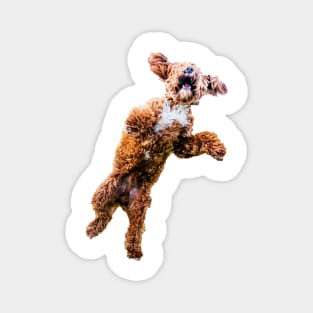 Mad Cockapoo 2 Magnet