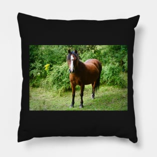 Beautiful Small Brown Horse / Pony In Field Pillow