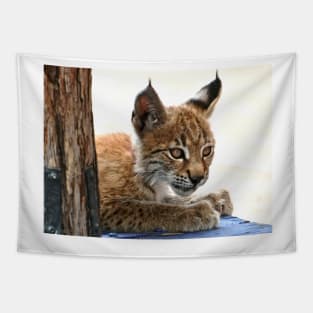 Baby Lynx Tapestry