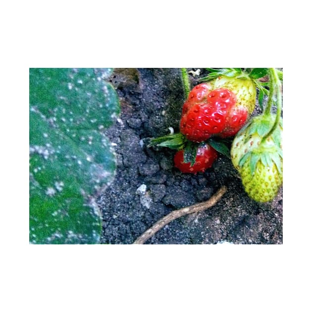 Strawberry by Hajarsdeco