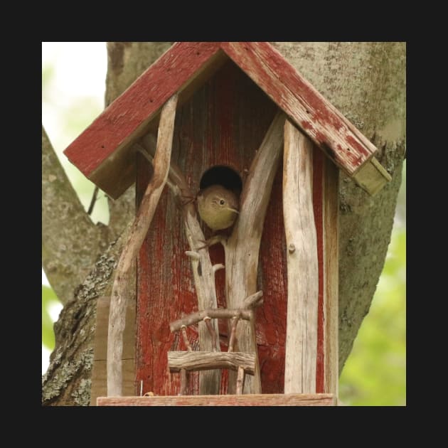 House Wren Peeking From Birdhouse by Judy Geller