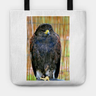 Harris Hawk Bird Of Prey Tote