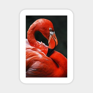 flamingo 2 close-up Magnet