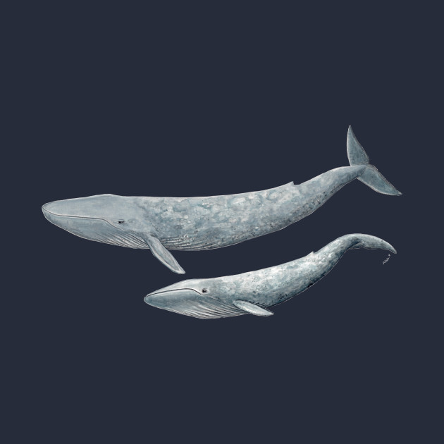 Blue Whale Size Chart