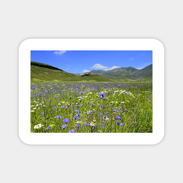 The cornflowers of Castelluccio Magnet by annalisa56