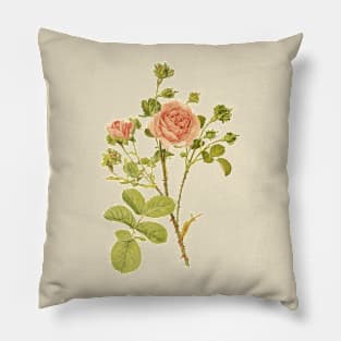 Tea Rose Flower Vintage Botanical Illustration Pillow