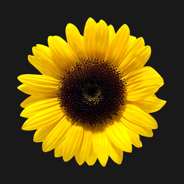 Photo of Yellow Sunflower by CeeGunn