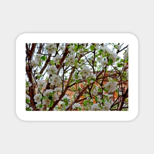 Manitou Springs Blossoms Magnet