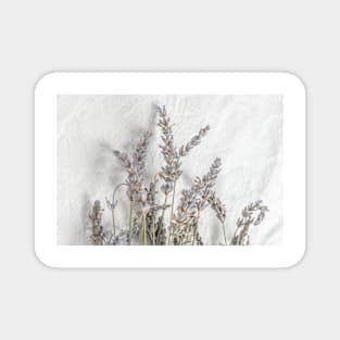 Small bunch of beautiful fresh lavender flowers. Top view Magnet